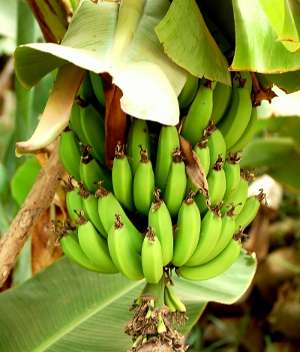 Image Credit: Enzik
Rights: Creative Commons Share Alike Unported 3.0
Source: http://commons.wikimedia.org/wiki/File:Bananas_-_Morocco.jpg Imagen del contacto