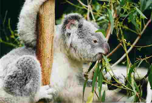 Source: http://commons.wikimedia.org/wiki/File:Koala-ag1.jpg Author: Arnaud Gaillard License: Creative Commons Share Alike Attribution Generic 1.0 Koala Climbing Tree