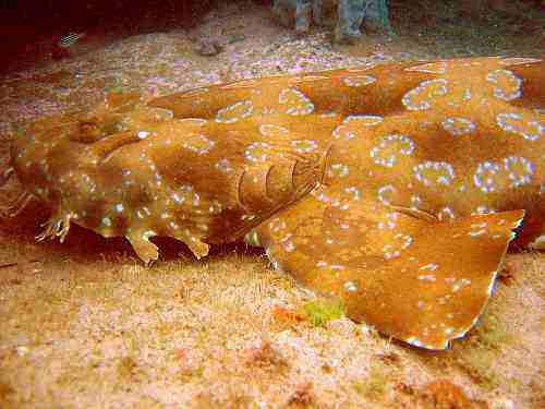 Source: http://en.wikipedia.org/wiki/File:Wobbegong.jpg Author: Richard Ling Rights: GNU Free Documentation License v 1.2 or later Wobbegon